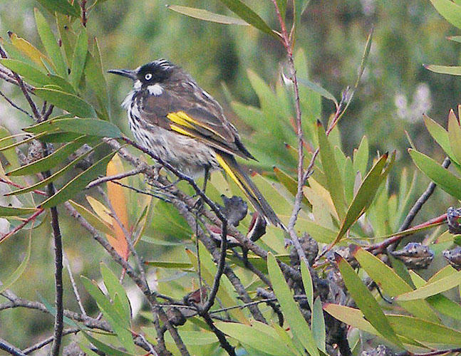 honeyeater 2.jpg - OLYMPUS DIGITAL CAMERA         